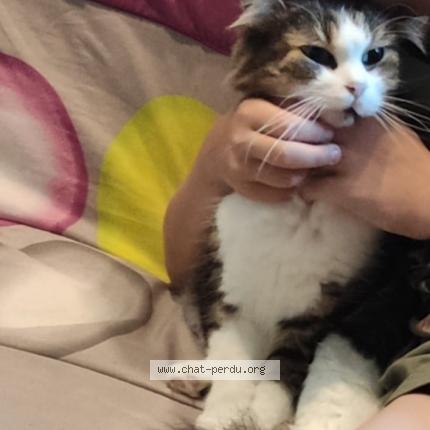 Photo 1/1 Pompom Chat lost in Janze