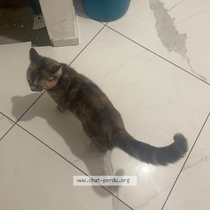 Photo 1/1 Minouche Chat lost in Vendome