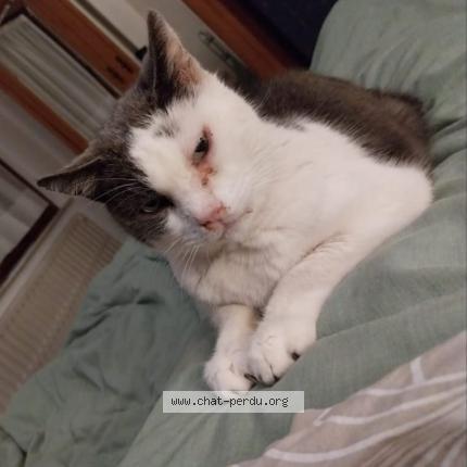 Photo 1/1 Gribouille Chat lost in Herstal