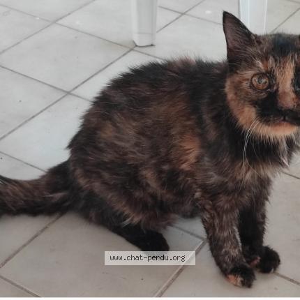 Photo 1/1 Pimouss Chat lost in Le gosier