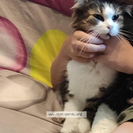 Photo 1/1 Pompom Chat lost in Janze