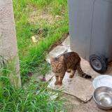 Picture of cat found at St Etienne