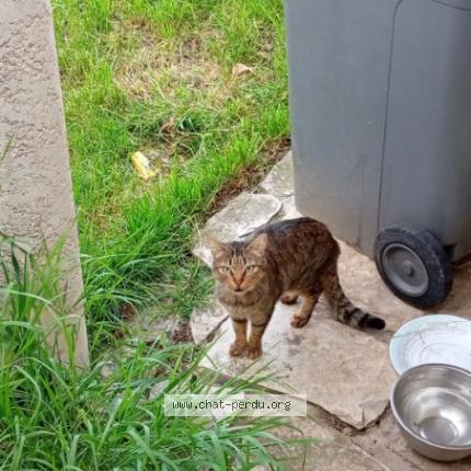 Photo 1/1 Found cat Found in St etienne