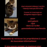 Picture of cat found at Massy