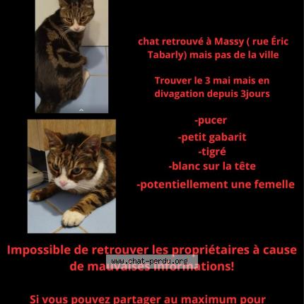 Photo 1/1 Found cat Found in Massy