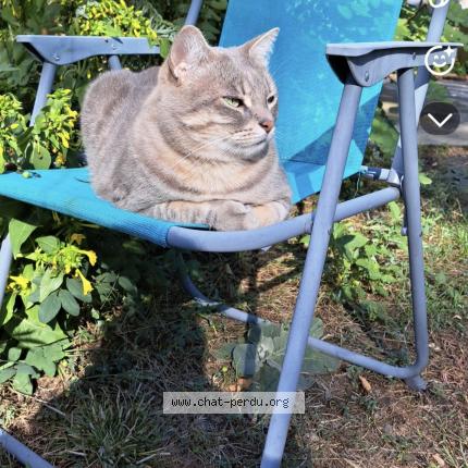 Photo 1/1 Neko Chat lost in Toulouse