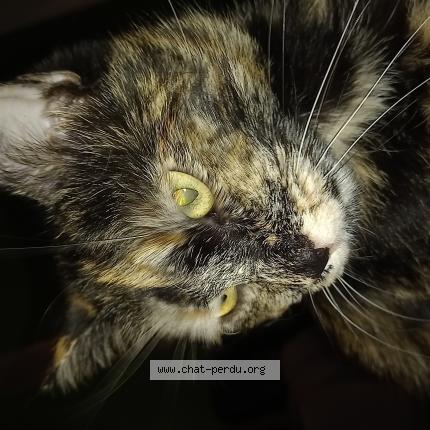 Photo 1/1 Biscotte Chat lost in Nousty