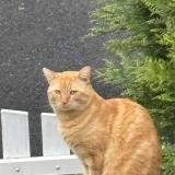 Picture of cat lost at Tours