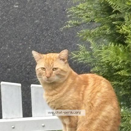 Photo 1/1 Lyo Chat lost in Tours