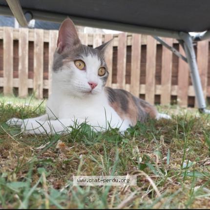 Photo 1/2 Fenty Chat lost in Leves