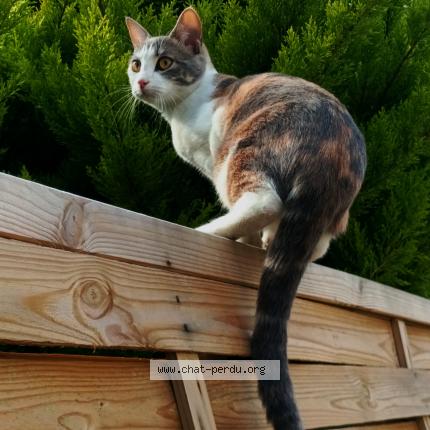 Photo 2/2 Fenty Chat lost in Leves