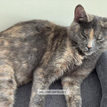 Photo 1/1 Nina Chat lost in Montreal