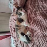 Picture of cat lost at Vaires Sur Marne