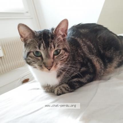 Photo 1/1 Silver Chat lost in Besancon