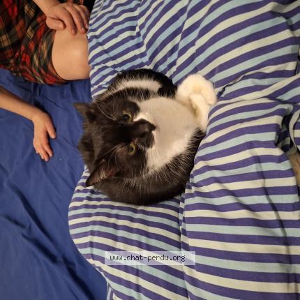 Foto 1/1 Cacao Kat vermist in Tournai