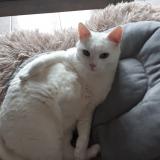 Picture of cat lost at Haut Clocher