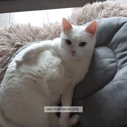 Photo 1/1 Blanc blanc Chat lost in Haut clocher