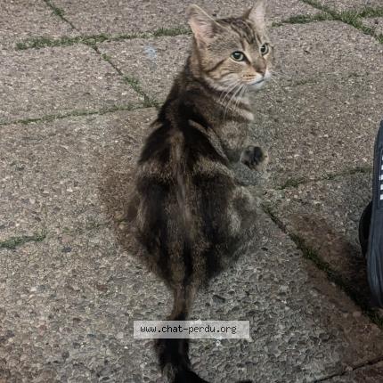 Photo 1/1 Found cat Found in Reims