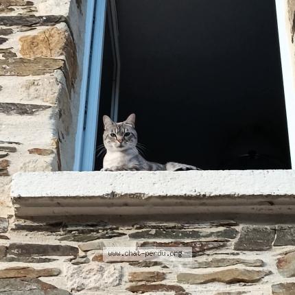 Photo 1/1 Thylda Chat lost in Pontorson