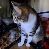 Picture of cat lost at Beauvoisin