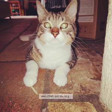 Photo 2/3 Rocket Chat lost in Beauvoisin