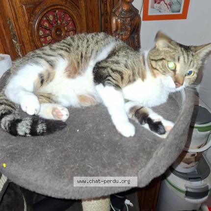 Photo 3/3 Rocket Chat lost in Beauvoisin