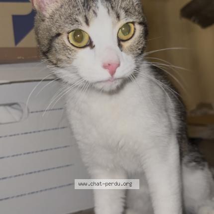 Photo 1/1 Found cat Found in Chevigny q