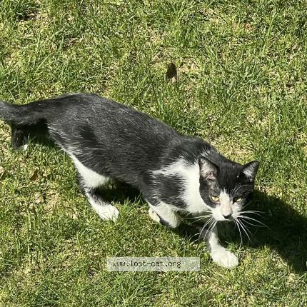 Photo 1/1 Reunited cat Lost in Streetsboro