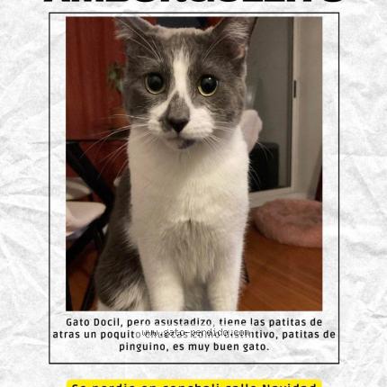 Photo 1/1 Amborguezito Chat lost in Conchali