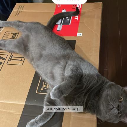 Photo 1/1 Snoop Chat lost in La prairie