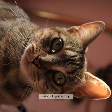 Photo 1/1 Zgougou Chat lost in Toulouse