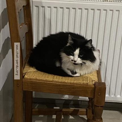 Photo 1/1 Rubis Chat lost in Romaneche thorins