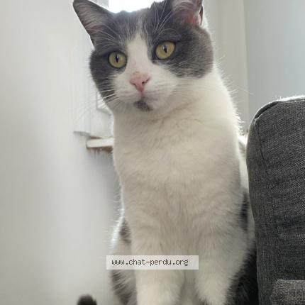 Photo 1/2 Ivy Chat lost in Nimes
