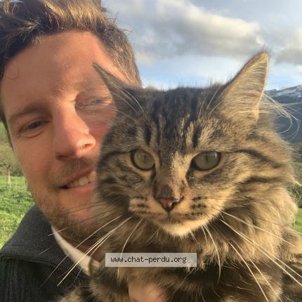 Photo 1/1 Artemis Chat lost in Pau