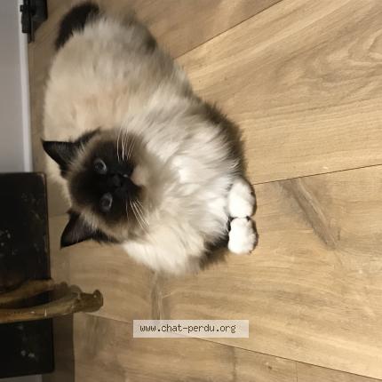 Photo 1/1 Kicia Chat lost in Argenteuil