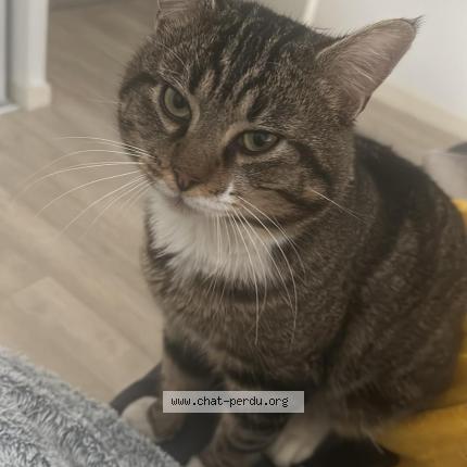 Photo 1/1 Kenz Chat lost in Liffre