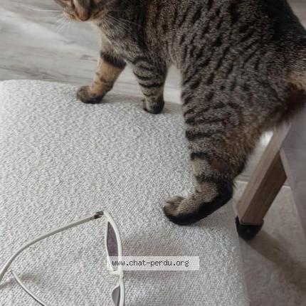 Photo 1/1 Tsouki Chat lost in Orgeval