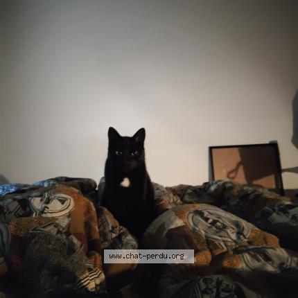 Photo 1/1 Baldus Chat lost in Rouen