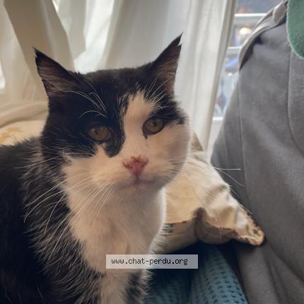 Photo 1/1 ROSS Chat lost in Nommay