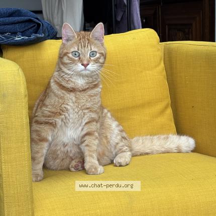 Photo 1/1 Bertrand ou Dune Chat lost in Le mans