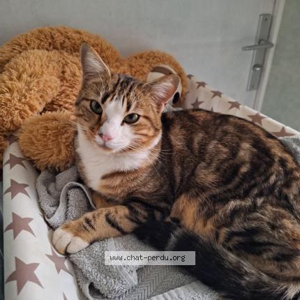 Photo 1/1 Sully Chat lost in Bourg de peage