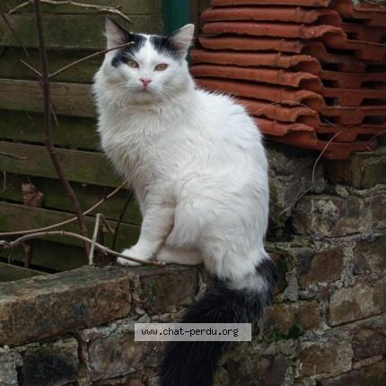 Photo 1/1 Youki Chat lost in Hangest dur somme