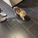 Picture of cat found at Saint Julien En Genevois