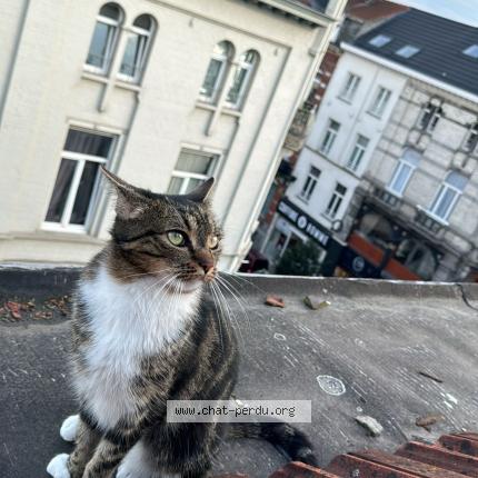 Photo 1/1 MIA Chat lost in Bruxelles