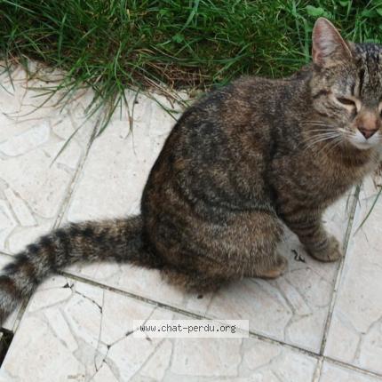 Photo 1/1 Samantha Chat lost in Jouy le moutier
