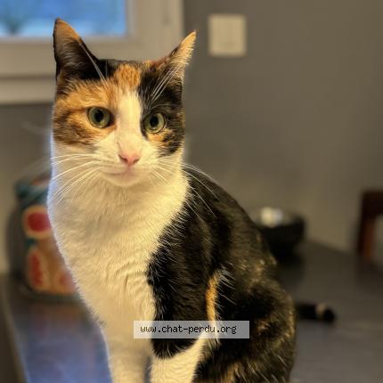 Photo 1/1 Xav Chat lost in Saint jacques de la landes