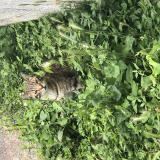 Picture of cat lost at Longjumeau