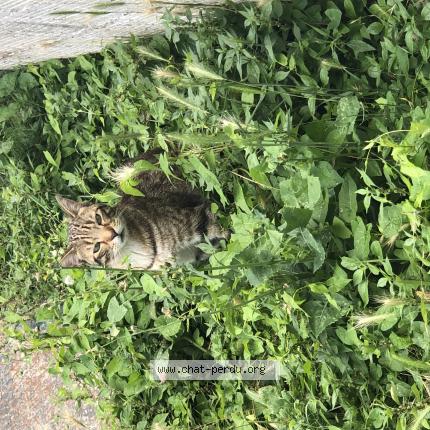 Photo 1/1 Didou Chat lost in Longjumeau