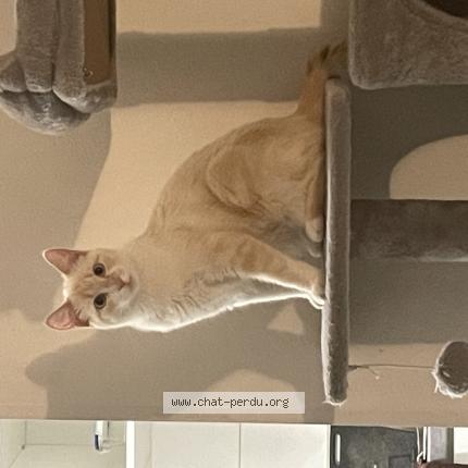 Photo 1/1 leia Chat lost in Toulouse