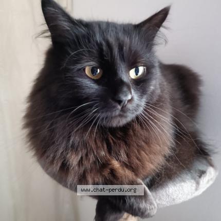 Photo 1/1 Blake Chat lost in Estrun